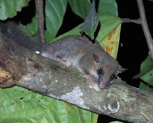 Lorrain dormouse (<i>Graphiurus lorraineus</i> Dollman, 1910), <a href="/occurrence/3888938429">observed</a> near Nouamou, Côte d’Ivoire by dalempijevic1 (<a href="httpa://creativecommons.org/licenses/by-nc/4.0/">CC BY-NC 4.0</a>) 