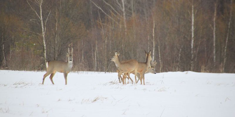 <a href="https://www.gbif.org/occurrence/1586142706">European roe (<i>Capreolus capreolus</i>)</a> near Ulyanovskiy, Kaluga by Maxim Shashkov via iNaturalist. Photo licensed under <a href="http://creativecommons.org/licenses/by-nc/4.0/">CC BY-NC 4.0</a>.