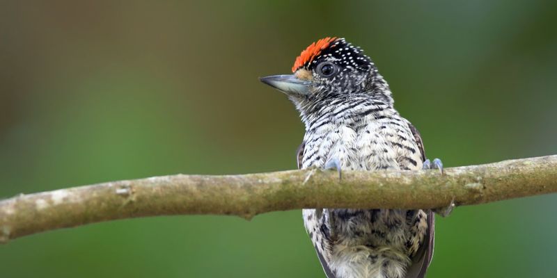 <a href="https://www.gbif.org/occurrence/1890708111">White-bellied piculet (<i>Picumnus spilogaster</i>)</a> by josh_vandermeulen via iNaturalist. Photo licensed under <a href="http://creativecommons.org/licenses/by-nc/4.0/">CC BY-NC 4.0</a>.