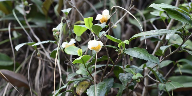 <i>Camellia sinensis</i> (L.) Kuntze <a href="/occurrence/3961053355">observed</a> in Hangzhou, China by rhinolin (<a href="http://creativecommons.org/licenses/by-nc/4.0/">CC BY-NC 4.0</a>)