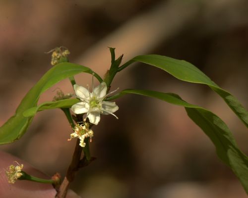 <i>Erythroxylum pelleterianum</i> A.St.-Hil. <a href="/occurrence/1702845283">collected in Brazil</a> via the National Museum of Natural History, Smithsonian Institution, USA