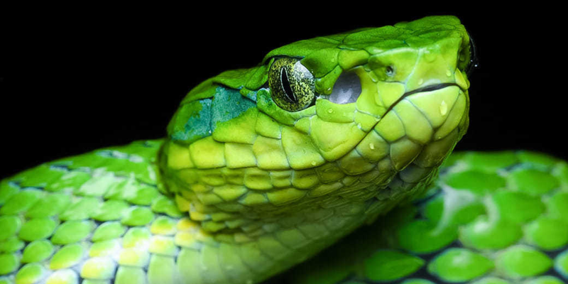 Large-scaled pit viper (<em><a href="https://www.gbif.org/occurrence/3415873916">Craspedocephalus macrolepis</a></em>) observed as an <a href="https://www.inaturalist.org/observations/100760380">iNaturalist Research-grade observation</a> in India by Ram Thenmala <a href="https://creativecommons.org/licenses/by-nc/4.0/deed.en">CC BY-NC 4.0</a>