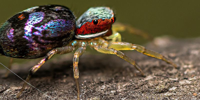 Colourful jumping spider (<em>Chrysilla volupe</em>), Photo 2020 Naveen Iyer via <a href="https://www.gbif.org/occurrence/3034573335">India Biodiversity Portal publication grade dataset</a>, licensed under <a href="http://creativecommons.org/licenses/by-nc/4.0/">CC BY-NC 4.0</a>.