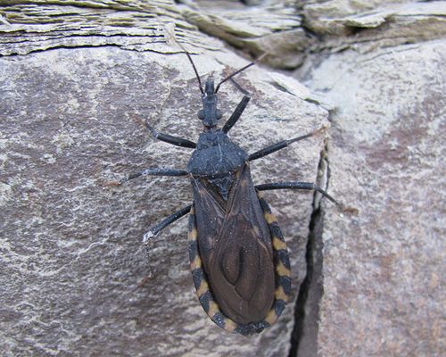 <em>Triatoma infestans<em>, observed in Argentina. Photo 2009 María Eugenia Utgés via <a href="https://www.gbif.org/occurrence/3333081232">iNaturalist Research-grade Observations</a>, licensed under <a href="http://creativecommons.org/licenses/by-nc/4.0/">CC BY-NC 4.0</a>. 