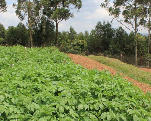 Potato field at the Kachwekano Zonal Agricultural Research and Development Institute in Uganda. <a href="https://flic.kr/p/QVK7UA">Photo</a> by the International Potato Center Sub Saharan Africa via Flickr (<a href="https://creativecommons.org/licenses/by-nc-sa/2.0/">CC BY-NC-SA 2.0</A>)