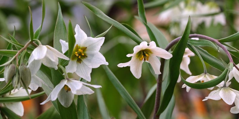 <a href="/occurrence/1088882926"><i>Fritillaria bucharica</i> Regel</a> collected in Tajikistan by R. Jones for the <a href="/publisher/98e934b0-5f31-11de-b67e-b8a03c50a862">Royal Botanic Garden Edinburgh</a> living collections (<a href="http://creativecommons.org/licenses/by-nc/3.0/">CC BY-NC 3.0</a>)