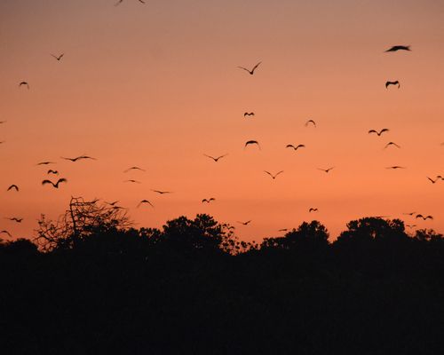 Sunda flying foxes [Acerodon macklotii (Temminck, 1837)] observed in Manggarai Barat, Indonesia by cccrll (<a href="http://creativecommons.org/licenses/by-nc/4.0/">CC BY-NC 4.0</a>)