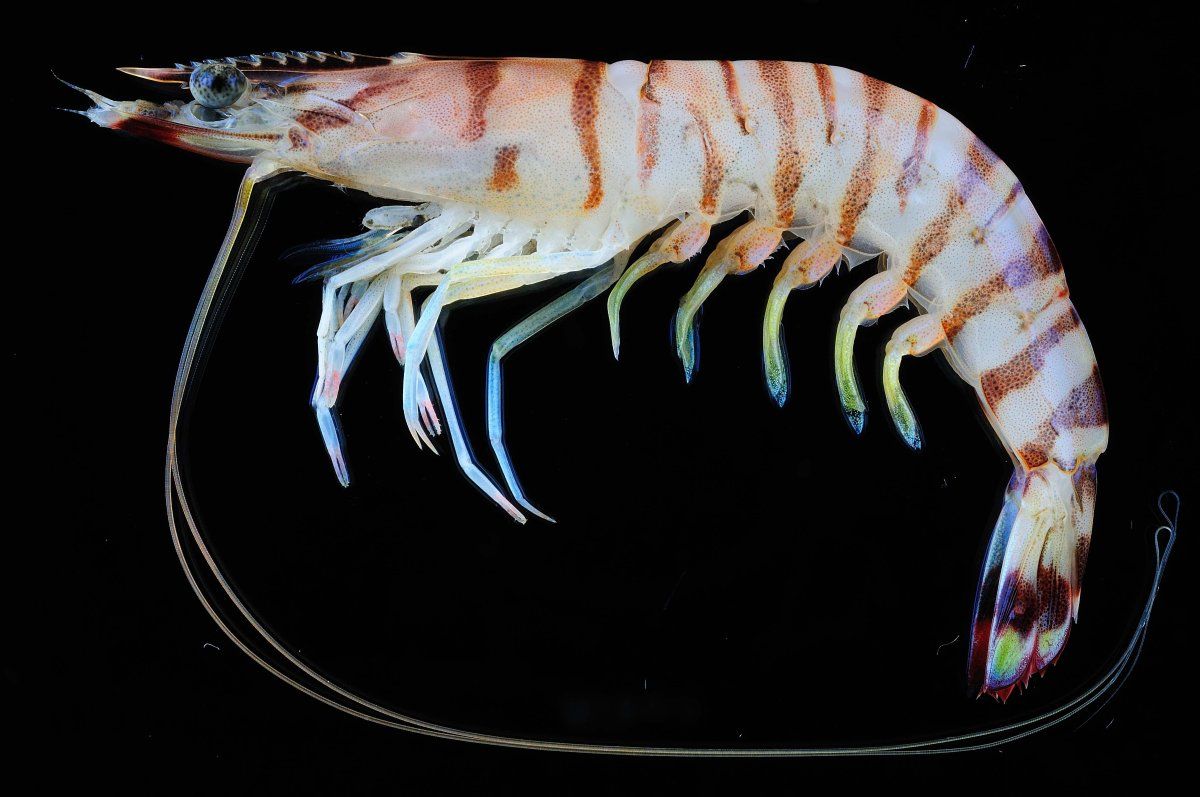 Penaeus (Plagosopenaeus) canaliculatus