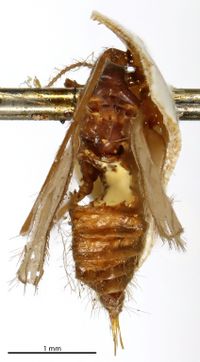 Tasiocera murina (Meigen, 1818)