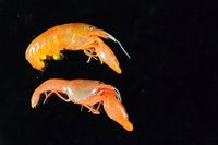 gbif image for Synalpheus minus