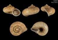 gbif image for Cyclotus volvuloides