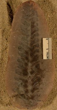 gbif image for Lepidostrobophyllum cf. majus