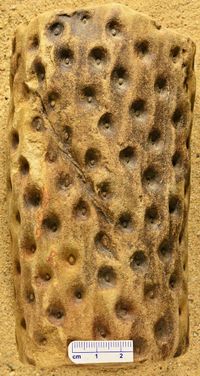 gbif image for Lepidodendraceae