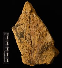 gbif image for Calamitaceae