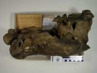 gbif image for Megalonyx jeffersoni