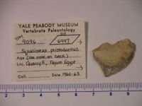 gbif image for Squalicorax pristodontus