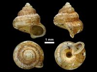 gbif image for Cyathopoma wynaadense