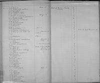 gbif image for Cyclotus batchianensis