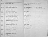 gbif image for Anoplodactylus petiolatus