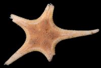 gbif image for Pseudarchaster gracilis