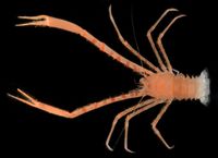 gbif image for Munida flinti