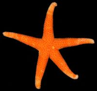 gbif image for Echinaster modestus