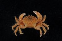 gbif image for Pilumnus floridanus