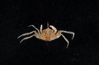 gbif image for Palicus alternatus