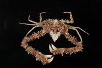 gbif image for Parthenope fraterculus