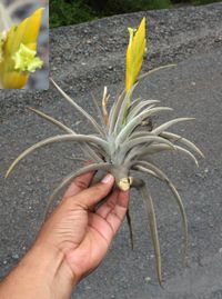 Tillandsia lotteae H.Hrom. ex Rauh