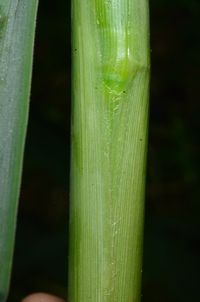 Image of Echinochloa stagnina, also known as watergrass