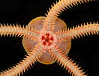 gbif image for Hemipholis elongata