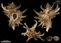 gbif image for Favartia hidalgoi