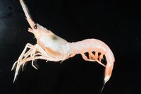 gbif image for Solenocera necopina