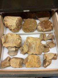 gbif image for Basilosaurus cetoides