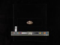 gbif image for Obovaria jacksoniana