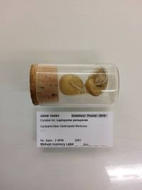 gbif image for Leptopoma panayense