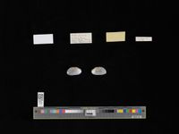 gbif image for Parreysia bonneaudi