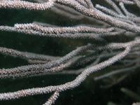 gbif image for Muricea laxa