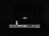 gbif image for Quadrula archeri