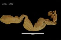 gbif image for Echiurus antarcticus