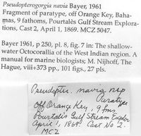 gbif image for Pseudopterogorgia navia