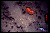 gbif image for Siphonogorgia agassizii