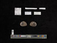 gbif image for Fusconaia masoni