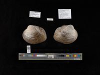 gbif image for Quadrula petrina