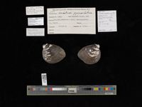 gbif image for Pleurobema rubrum