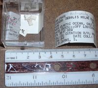 gbif image for Cladocora debilis