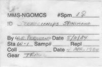 gbif image for Stenocionops spinimana