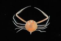 gbif image for Iliacantha subglobosa