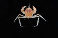 gbif image for Cyclodorippe antennaria